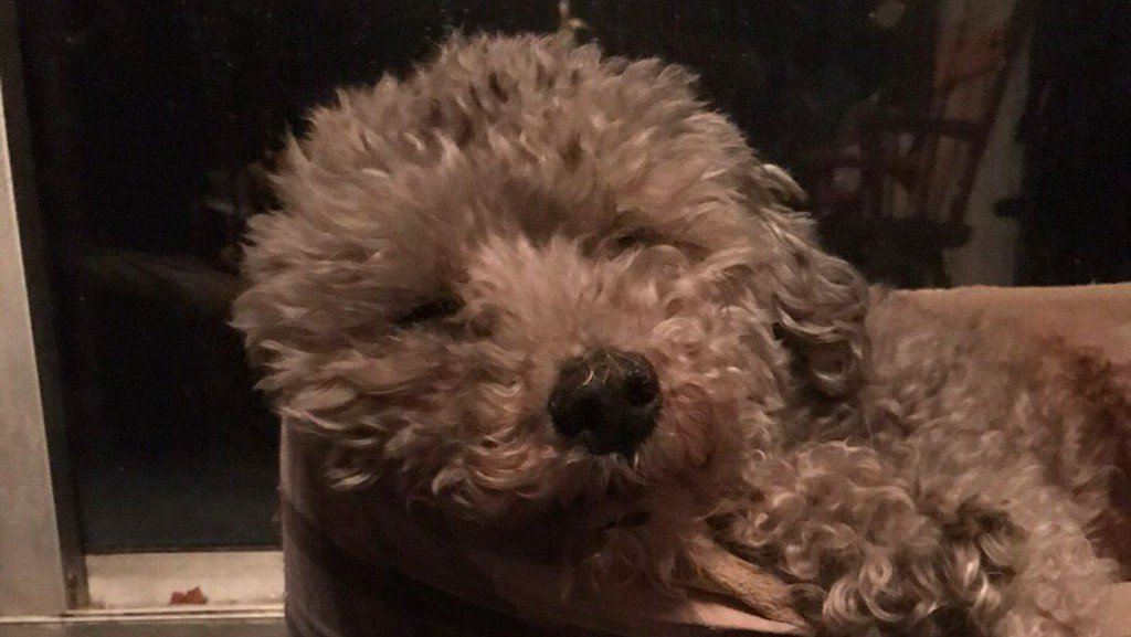 Dog attacked and killed by coyote in Wayland    