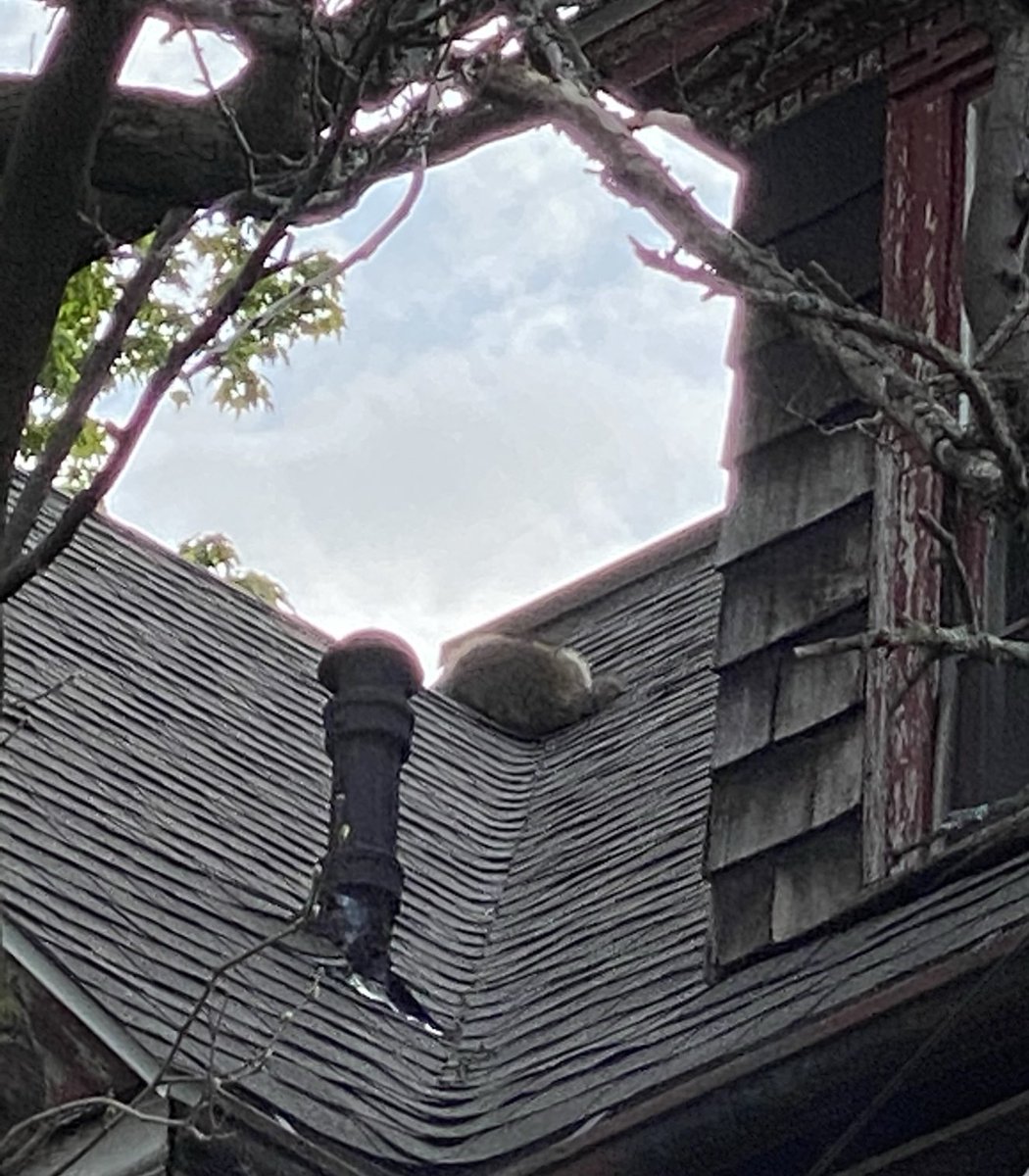 Boston Fire Dept.:No injuries reported at Boylston St. companies making up. ⁦@RedCrossMA⁩ called toassist 4 residents & 3 turtles. ⁦@COB_ONS⁩ on scene to assist as well. Damages est around $500,000. Two large raccoons on roof will have to relocate on their own