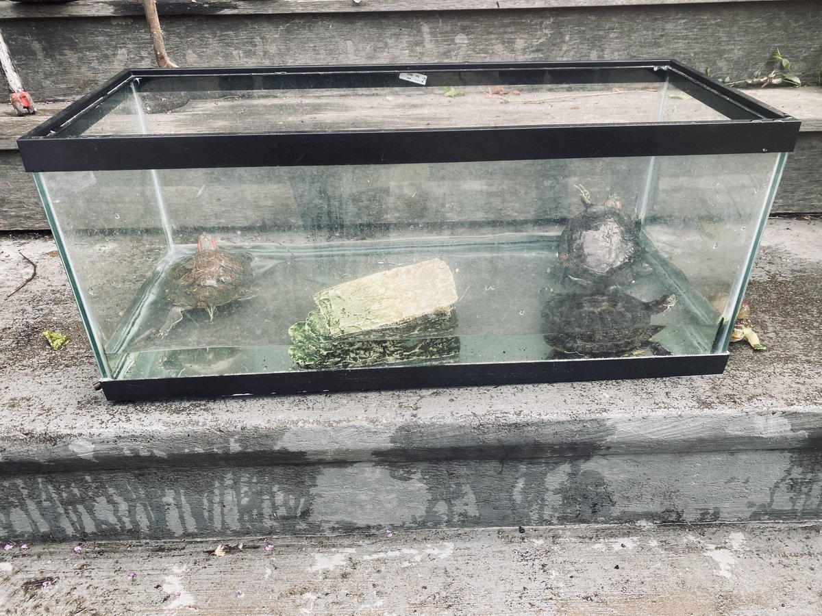 Boston Fire Dept.:No injuries reported at Boylston St. companies making up. ⁦@RedCrossMA⁩ called toassist 4 residents & 3 turtles. ⁦@COB_ONS⁩ on scene to assist as well. Damages est around $500,000. Two large raccoons on roof will have to relocate on their own