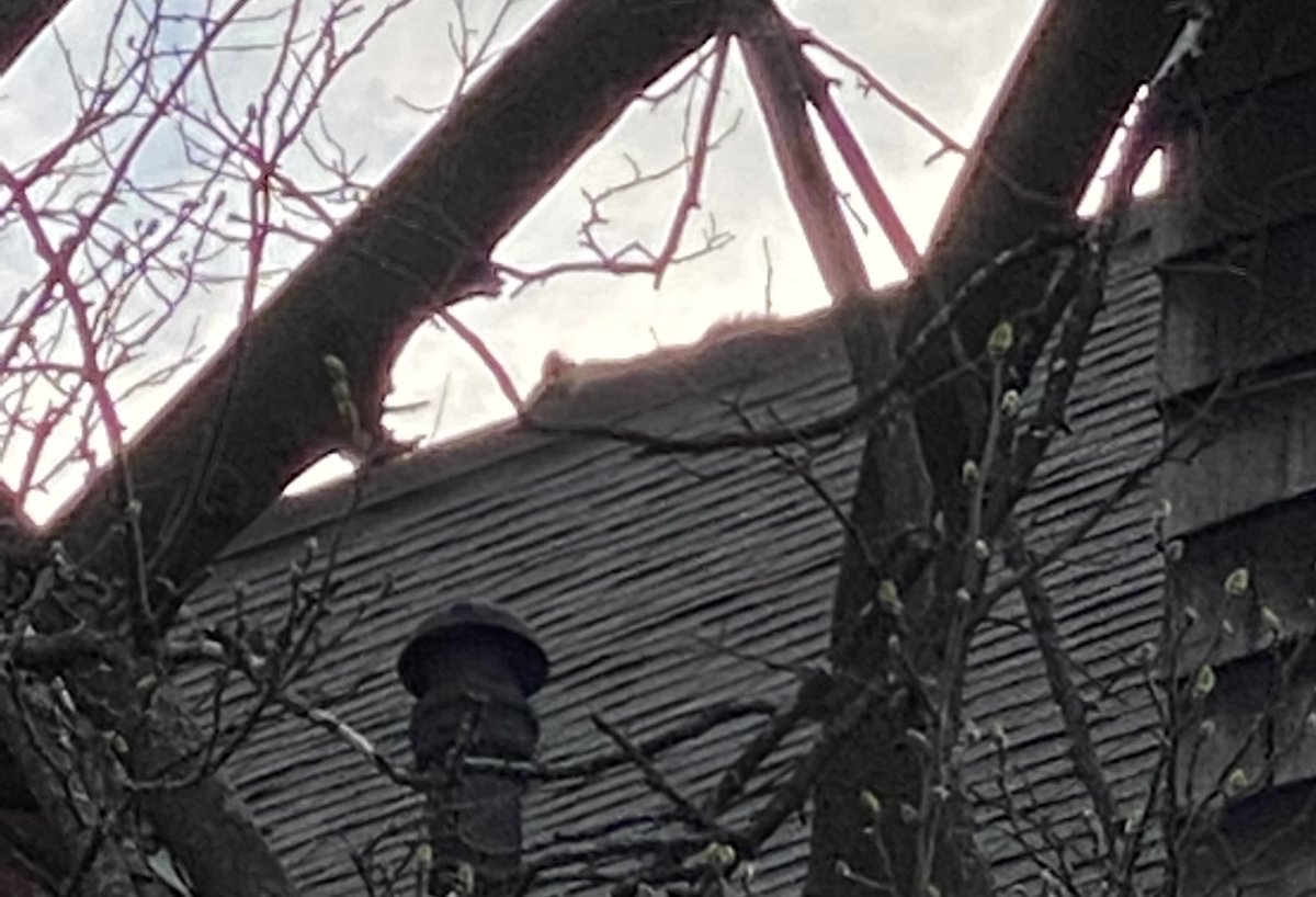 Boston Fire Dept.:No injuries reported at Boylston St. companies making up. ⁦@RedCrossMA⁩ called toassist 4 residents & 3 turtles. ⁦@COB_ONS⁩ on scene to assist as well. Damages est around $500,000. Two large raccoons on roof will have to relocate on their own